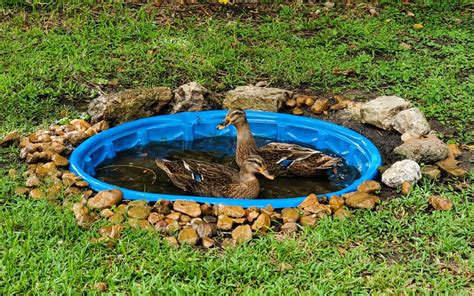 Everything You Need To Know For A Diy Duck Pond