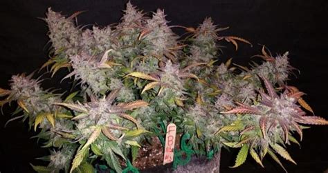 Autoflowering Cannabis Strains for the beginner marijuana grower