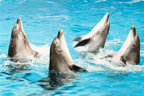 Dolphin Show Dubai | Aqua Tours | Fun Tours Dubai