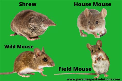 Identifying Mice Species