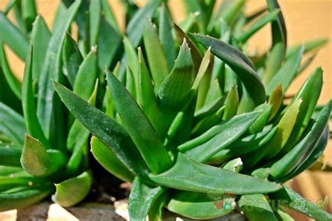 Alworthia Cv Black Gem Haworthia Cymbiformis X Aloe Speciosa