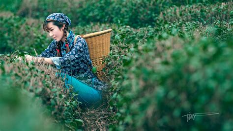 【采茶女摄影图片】靖安茶山人像摄影太平洋电脑网摄影部落