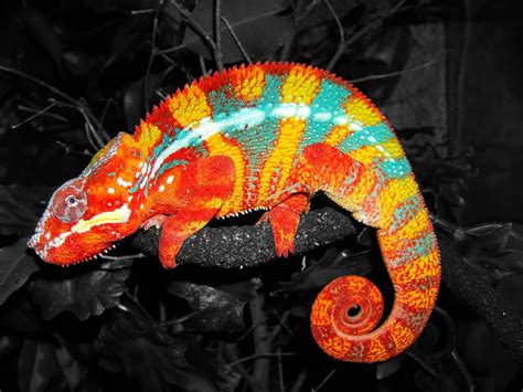 Camaleón. Reptiles And Amphibians, Mammals, Colorful Animals, Cute ...