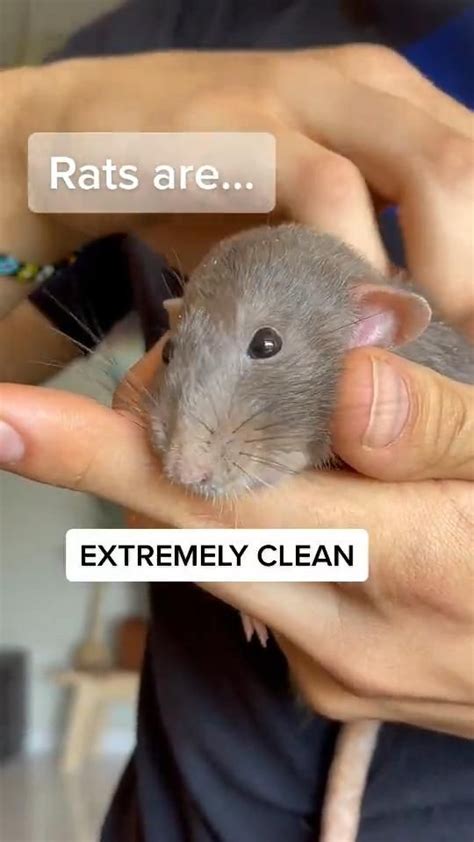 30 Rats Ideas In 2024 Rats Cute Rats Pet Rats