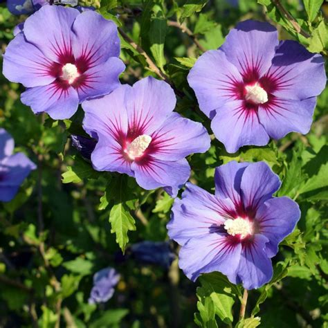 Hibiscus Syriacus Blue Bird Oiseau Bleu Agm 10l Coolings Garden Centre