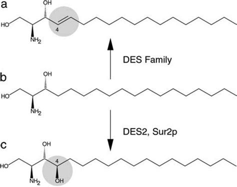 Structures Of Some Naturally Occurring Sphingoid Bases With The Enzymes Download Scientific