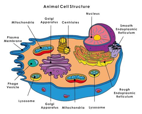 Premium Vector | Animal Cell Structure