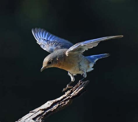 Membership — North Carolina Bluebird Society