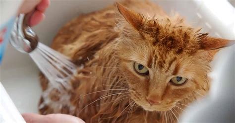 How To Bathe A Cat Why Certain Cats Need Regular Baths