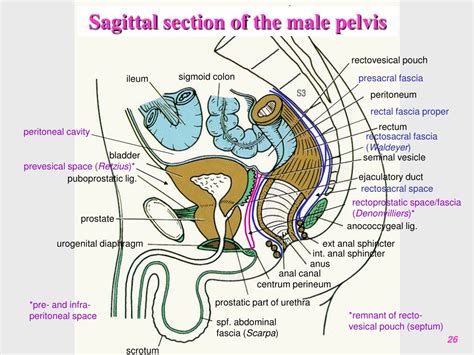 Ppt Clinical Anatomy Of The Male Pelvis And Pelvic Floor Powerpoint