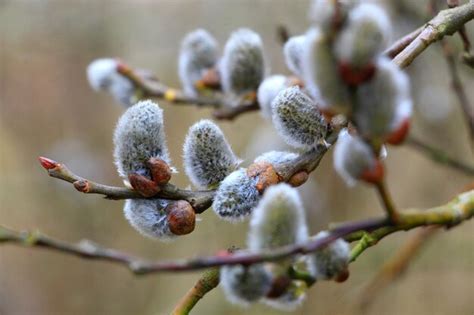 Premium Photo Flowering Willow