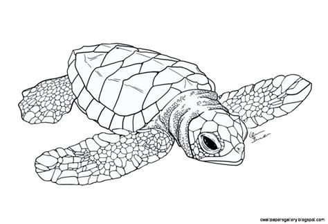 Baby Sea Turtle Drawing | Wallpapers Gallery