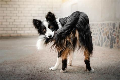 Why Do Dogs Wag Their Tails Pettable Esa Experts