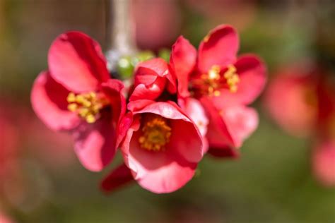 6 Spectacular Red Flowering Shrubs For Your Garden