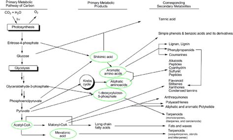 Interrelationships Of The Major Biosynthetic Pathways Of Secondary Download Scientific Diagram