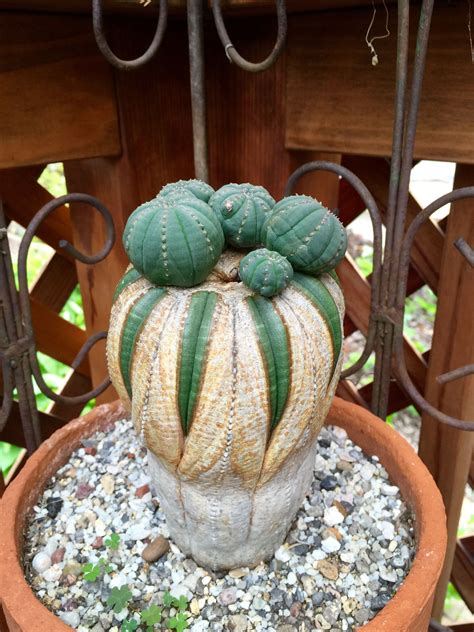 Euphorbia Obesa With Pups Succulent Gardening Cactus Plants