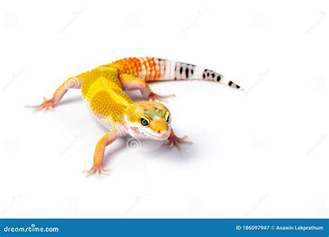 Leopard Gecko Exotic Pet Reptile Stock Image - Image of smiley ...