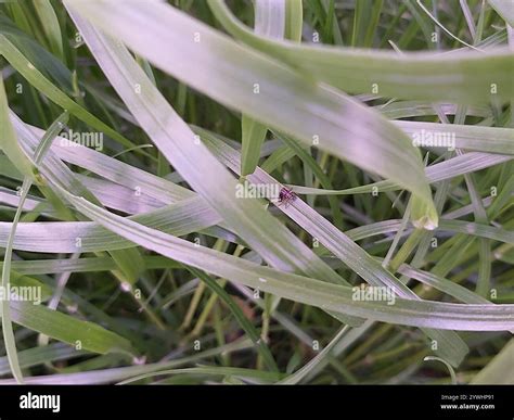 Crab Spiders Thomisidae Stock Photo Alamy