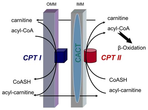 Molecules Free Full Text Muscle Carnitine Palmitoyltransferase II