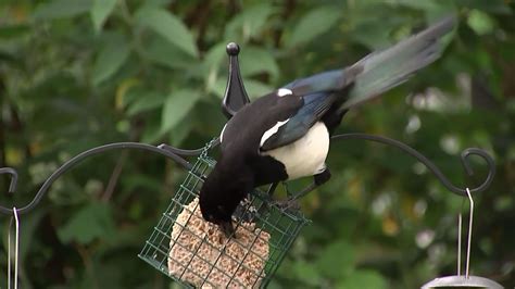 Feeding birds boosts numbers and species, study suggests – Channel 4 News