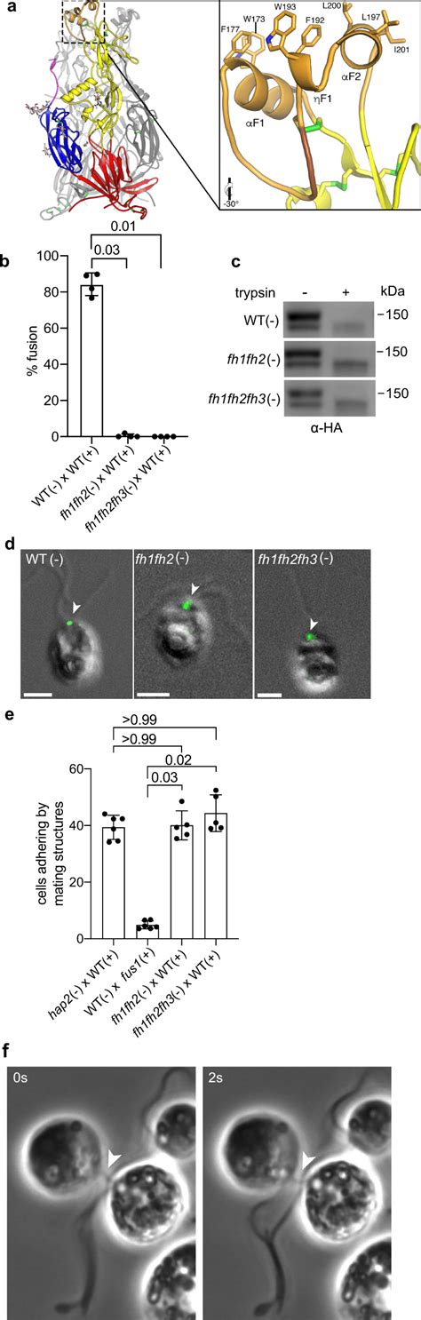 The Double And Triple Fusion Helix Mutant Minus Gametes Fh Fh And