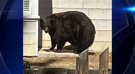 California bear ‘Hank the Tank’ captured in Lake Tahoe and will be ...