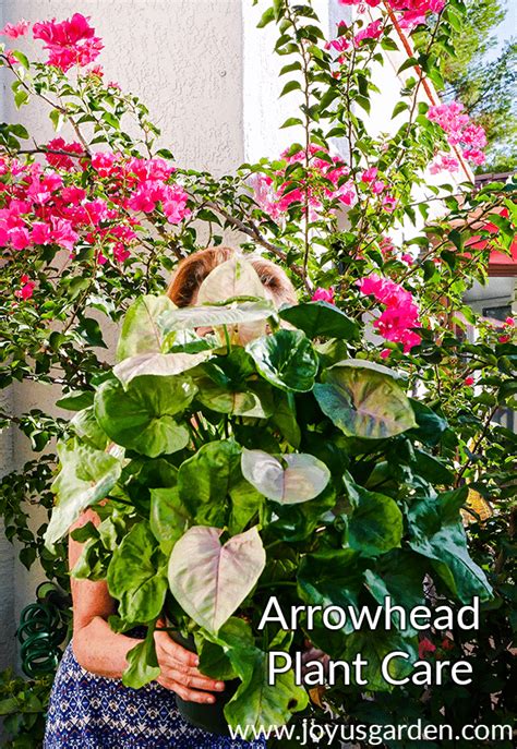 Arrowhead Plant Care and Growing Tips | Joy Us Garden