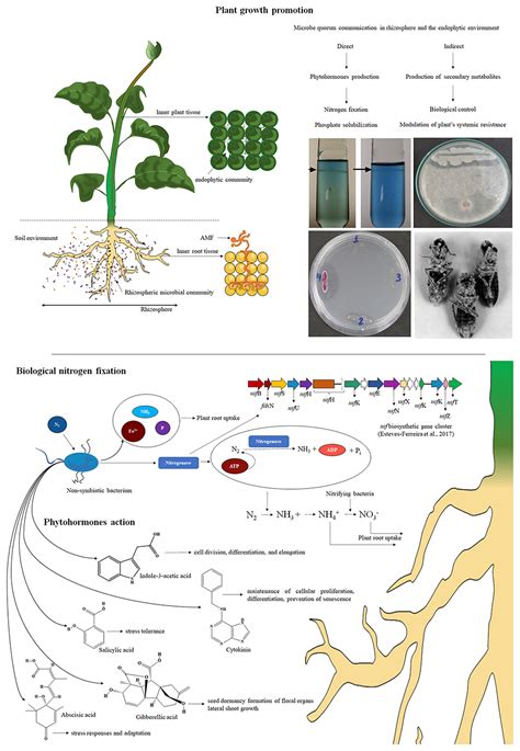 Frontiers Plant Growth Promotion And Biocontrol By Endophytic And