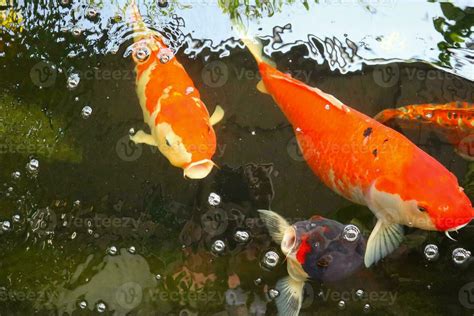 Koi Fish Pond Photography