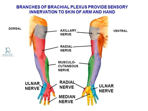 Median Nerve: Course & Innervation » How To Relief | Median nerve ...