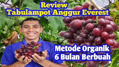 Review Anggur Import Everest Dalam Pot Berbuah Manis Dan Besar YouTube