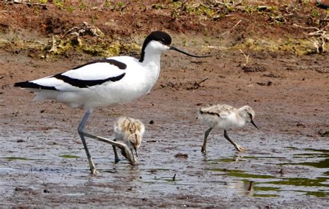 Vroege Vogels Foto Vogels Kluut Met Kluutjes