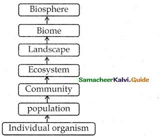 Samacheer Kalvi Th Bio Botany Guide Chapter Principles Flickr