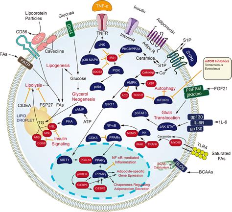 Frontiers Role Of Small Molecule Targeted Compounds In Cancer