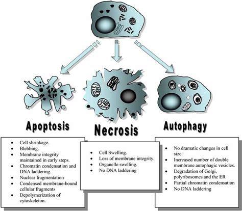 Summarizes The More Notable Morphological Features Distinguishing Download Scientific Diagram