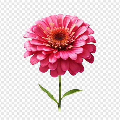 La Flor De Zinnia Png Aislada En Un Fondo Transparente Archivo PSD