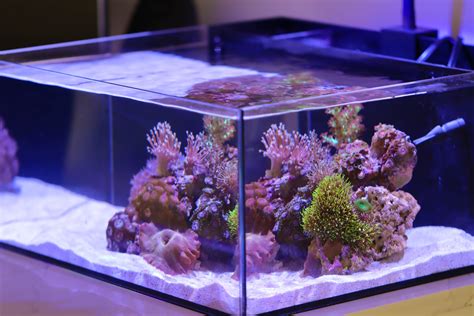 Desktop Pico Saltwater Tank - Reef Casa