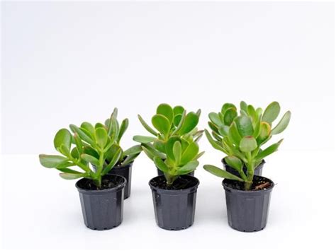 Crassula Ovata Red Edge Buy Online Aus