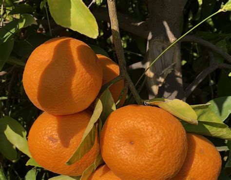 Mandalate D8811 Seedless Mandarin Fruit Tree Variety Anfic