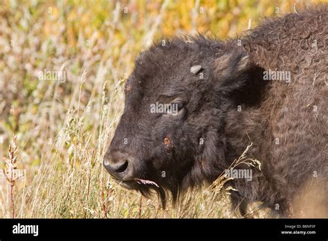 Yellowstone Bison Up Close Stock Photo Alamy