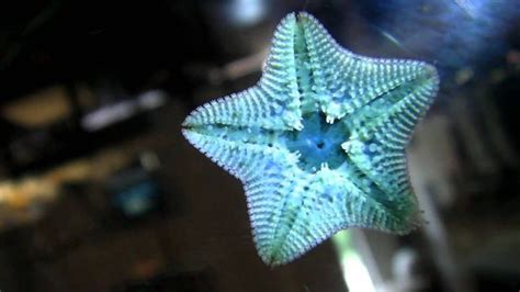Pin By Annie Hasenjaeger On Starfish Fish Pet Starfish Pets