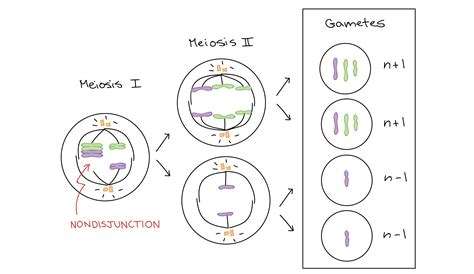 Nondisjunction In Mitosis