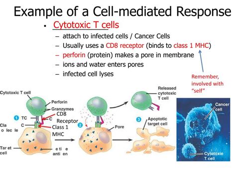 Ppt 4c Adaptive Immunity Powerpoint Presentation Free Download