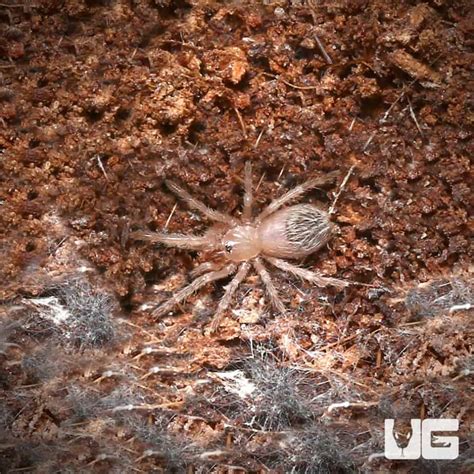 Brazilian Red And White Tarantulas For Sale Underground Reptiles