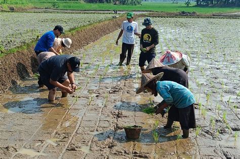 Petani Pandeglang Percepat Tanam Padi Demi Swasembada Pangan