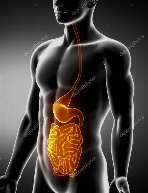 Stomach And Intestine Male Anatomy Anterior X Ray View Stock Photo