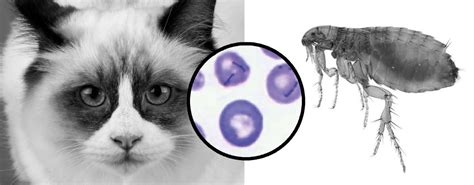 Sobre La Anemia Infecciosa Felina Hemoplasmosis Biog Nesis Bag