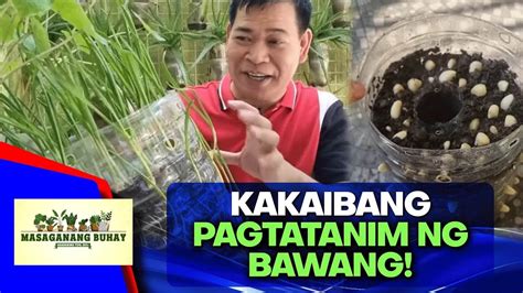 Paano Magtanim Ng Bawang Sa PET Bottle YouTube