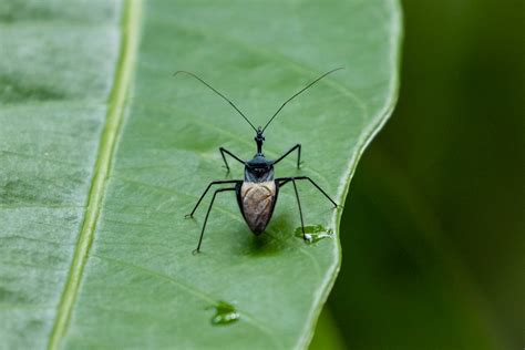 Sycanus Collaris An Assassin Bug Reduviidae Sinharaj Flickr