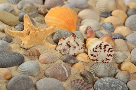 Estrela Do Mar Conchas Do Mar E Seixos Imagem De Stock Imagem De